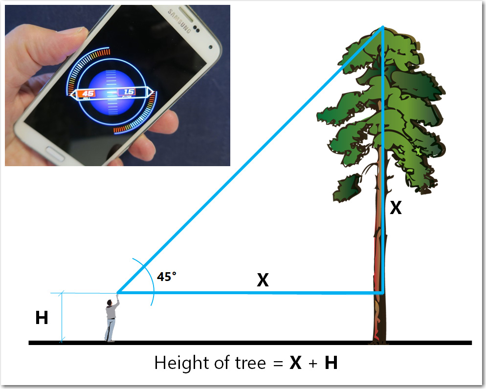 how-tall-are-those-trees-eaa-blog