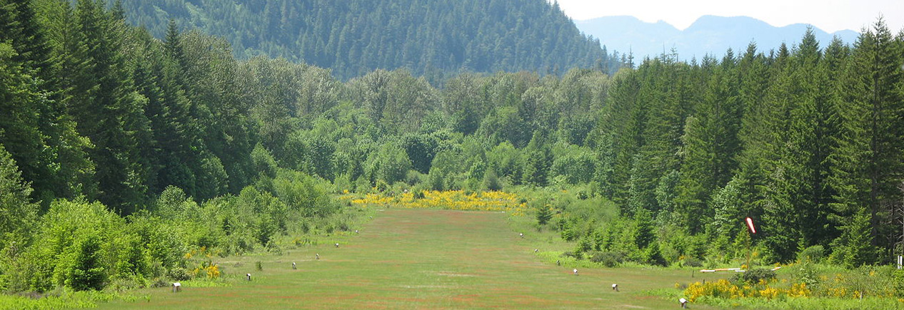 How Tall Are Those Trees?