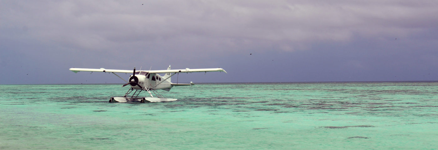 Make Way for Turtles