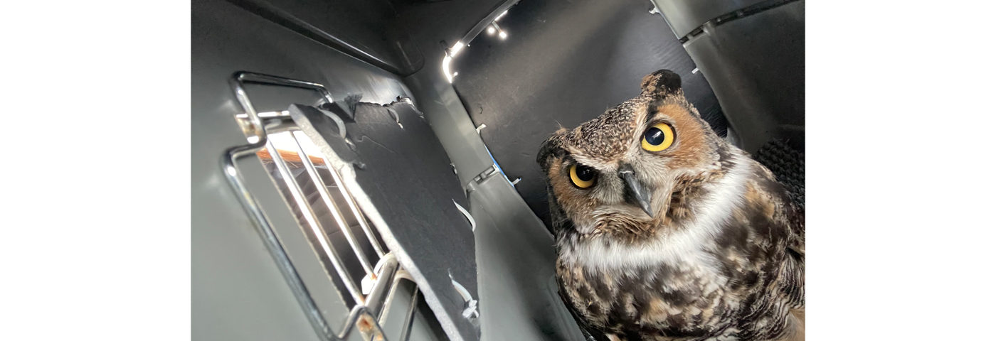 EAA Staffers Fly Great Horned Owl in Pilots N Paws Mission