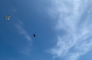 Chinook and gull (having a race?)