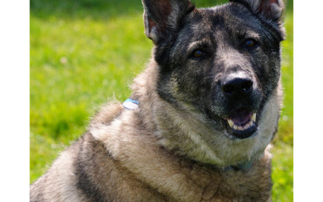 BNP 0824 MJ Martin - Cat and Dogs 10