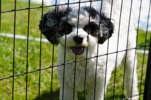 BNP 0824 MJ Martin - Cat and Dogs 11