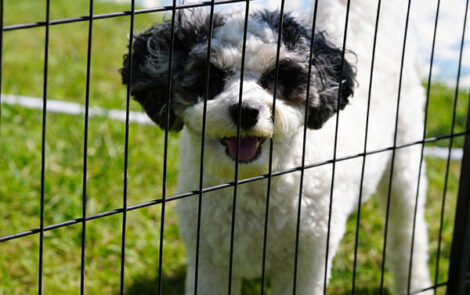 BNP 0824 MJ Martin - Cat and Dogs 11