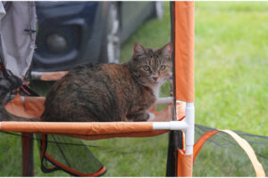 BNP 0824 MJ Martin - Cat and Dogs 12