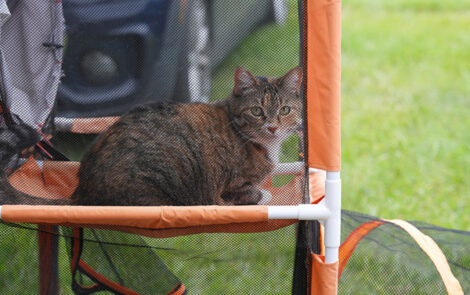 BNP 0824 MJ Martin - Cat and Dogs 12