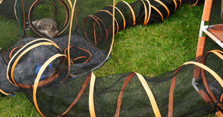 BNP 0824 MJ Martin - Cat and Dogs 3b