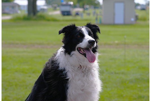 BNP 0824 MJ Martin - Cat and Dogs 6