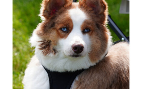 BNP 0824 MJ Martin - Cat and Dogs 8