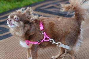 BNP 0824 MJ Martin - Cat and Dogs 9