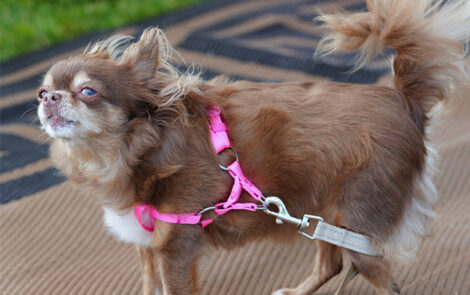 BNP 0824 MJ Martin - Cat and Dogs 9