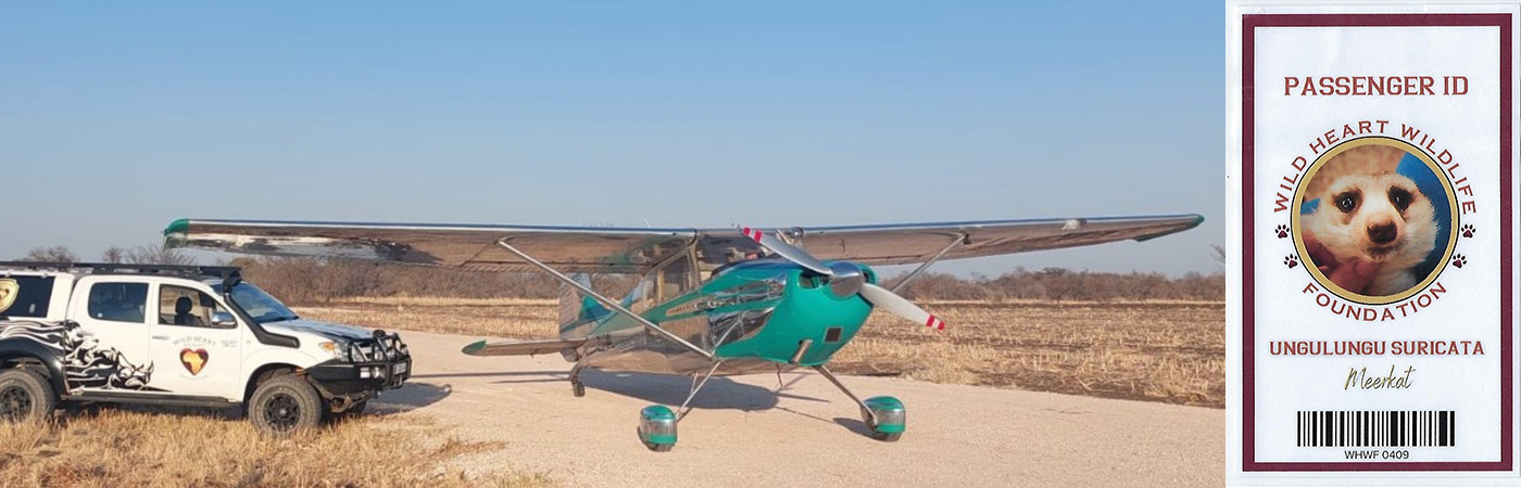 A Big Trip for a Little Meerkat