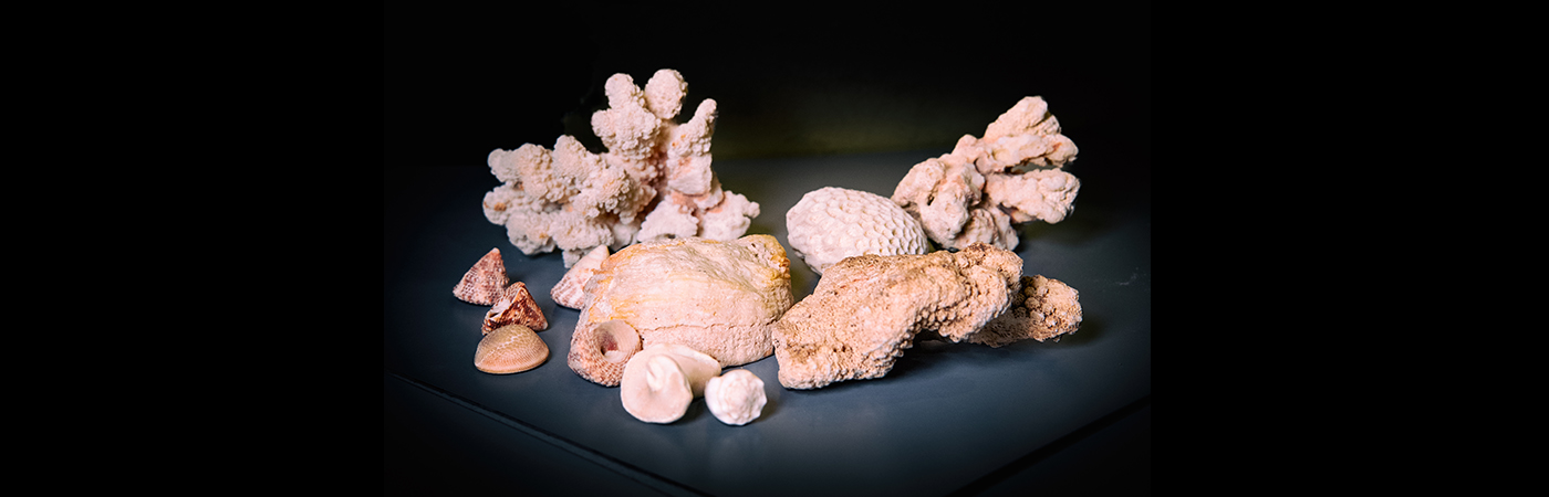 EAA’s Attic — Seashells From Tinian Island